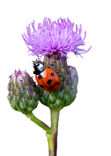 Tidsel og mariehøne.